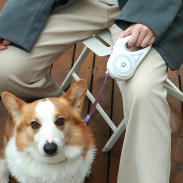 Retractable Dog Leash With LED Light